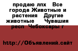 продаю лпх - Все города Животные и растения » Другие животные   . Чувашия респ.,Чебоксары г.